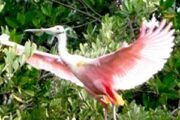 Flying bird over Sian Ka’an biospehere