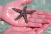 Best starfish pictutre with Best Maya tour