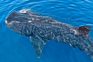 swim with whale sharks cancun tours 6