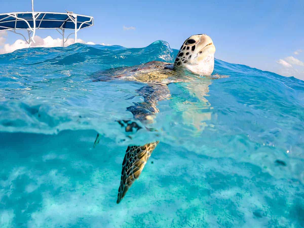 Tulum Private Boat Tour & Turtle Snorkeling Experience