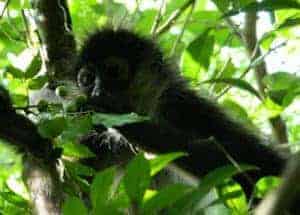  Private Punta Laguna Monkey Sanctuary