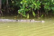 cocodrilo in river