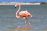 fenicottero flamingo