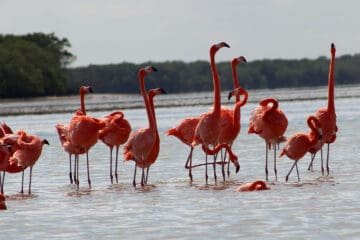 Flamingos tour in Río Lagartos