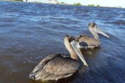 Brown pelican Birds