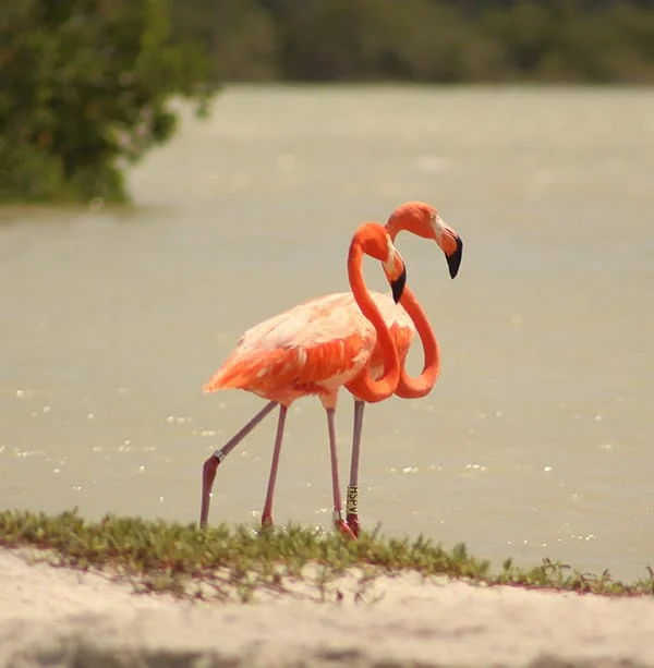 Tour alla scoperta dei fenicotteri dello Yucatan