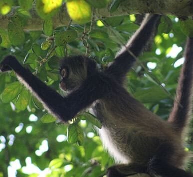 monkey sanctuary