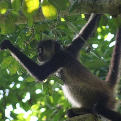 monkey sanctuary