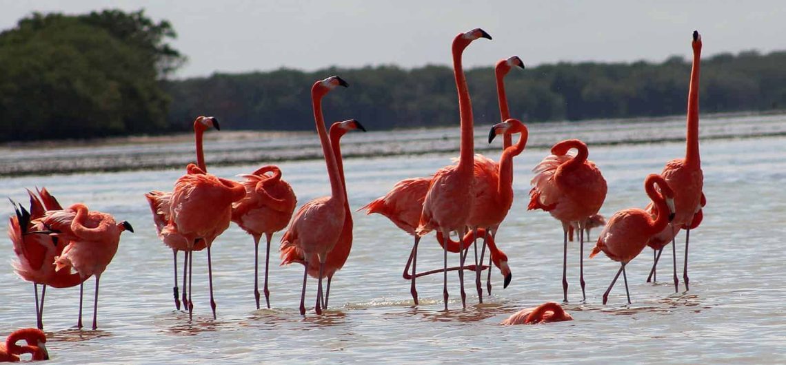 flamingos tour
