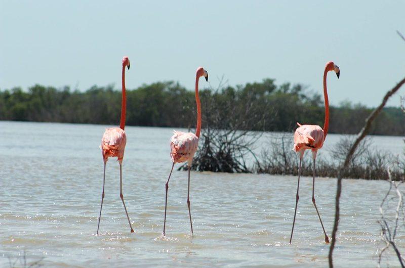 Lagartos Flamingo