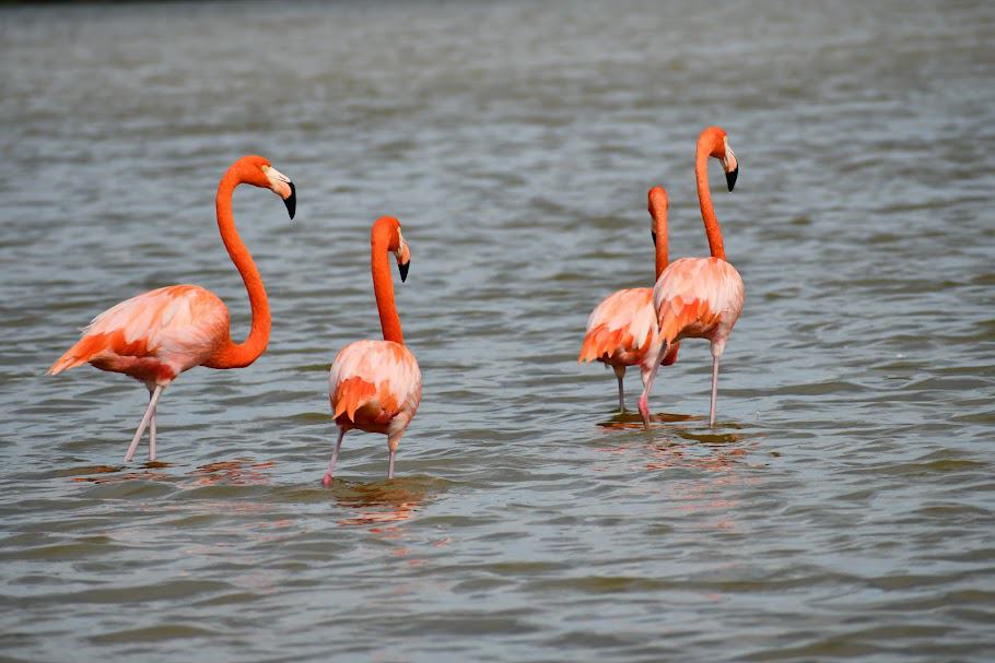 Private Rio Lagartos with vibrant pink lakes