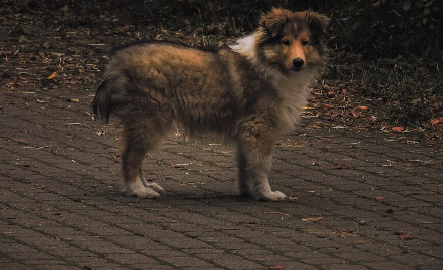 article bb cf ab cab featured